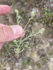 Cryptantha clevelandii