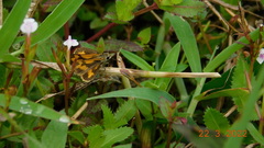 Taractrocera archias