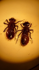 Neurocordulia alabamensis