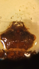 Neurocordulia alabamensis