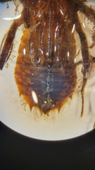 Neurocordulia alabamensis