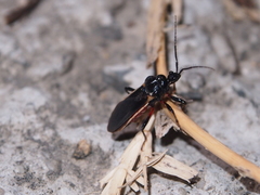 Ectrychotes andreae