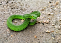 Trimeresurus caudornatus