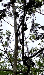 Melanerpes pucherani
