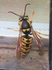 Vespula atropilosa