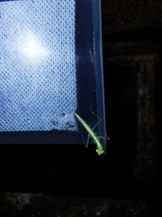 Eomantis