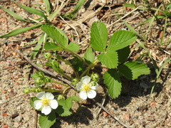 Fragaria vesca vesca