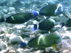 Acanthurus blochii