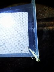 Eomantis