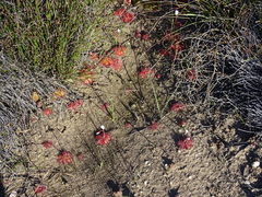 Drosera trinervia