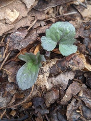 Viola triloba
