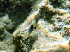 Parupeneus insularis