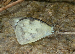 Appias remedios