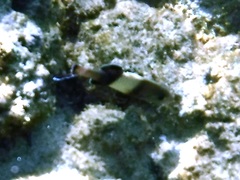 Parupeneus insularis