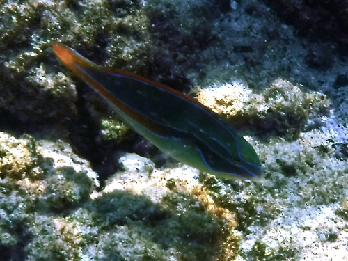 Belted wrasse (Stethojulis balteata) — Labridae