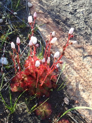 Drosera trinervia