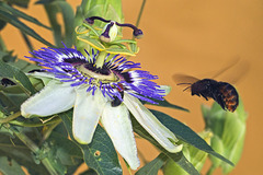 Xylocopa augusti