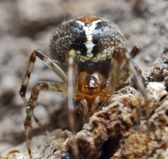 Theridion pictum