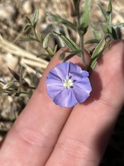 Evolvulus arizonicus