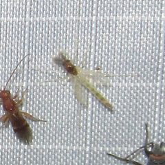 Endochironomus nigricans
