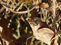 Andrena