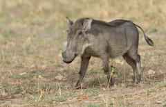 Phacochoerus africanus