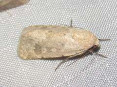 Leucocnemis perfundis