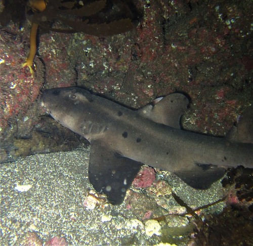 Mexican horn shark (Heterodontus mexicanus) — Heterodontidae — 2