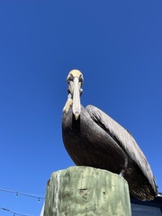 Pelecanus occidentalis