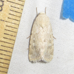 Leucocnemis perfundis