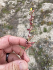 Camissoniopsis lewisii
