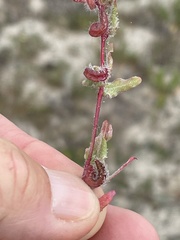 Camissoniopsis lewisii