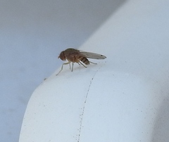 Gitona distigma