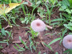Parasola leiocephala image