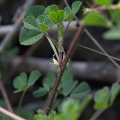 Medicago truncatula
