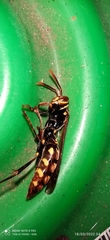 Polistes versicolor