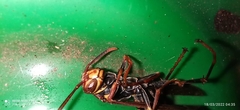 Polistes versicolor