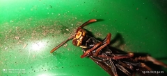 Polistes versicolor