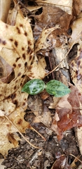 Trillium recurvatum