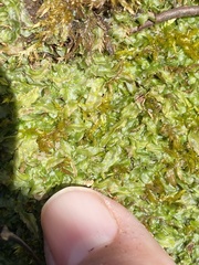 Pallavicinia