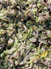 Pallavicinia