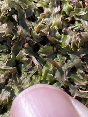 Pallavicinia