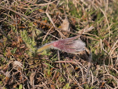 Pulsatilla rubra
