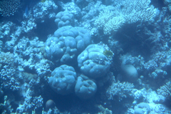 Goniastrea pectinata