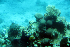 Goniastrea pectinata