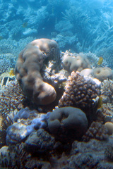 Goniastrea pectinata