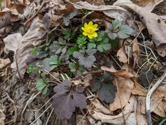 Ranunculus hispidus hispidus