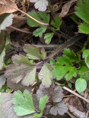 Ranunculus hispidus hispidus