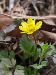 Ranunculus hispidus hispidus