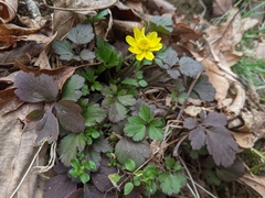 Ranunculus hispidus hispidus